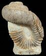 Really Cool Heteromorph (Nostoceras) Ammonite - Madagascar #51310-1